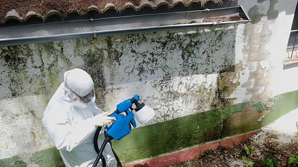 Top rated local Mold Removal specialists in Paradise, PA